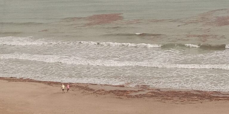 «Quilòmetres de canyes i de trossos de canya envaïxen ara la platja de Cullera.» Foto de Dennis Keefe, enviada al grup de WhatsApp el 30 d'octubre de 2024.